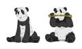 Cute sitting panda wild animals cartoon vector illustration