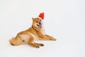 Cute sitting shiba inu dog on christmas santa hat stuck out funny tongue.