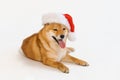 Cute sitting shiba inu dog on christmas santa hat stuck out funny tongue.