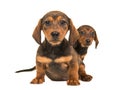 Cute sitting shorthair dachshund puppy dogs