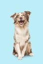 Cute sitting smiling australian shepherd facing the camera with its mouth open