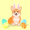 Cute sitting smiling corgi dog as Easter bunny with eggs vector cartoon illustration. Kawai corgi puppy print. Isolated on yellow