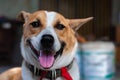 Cute sitting smiling ThaiÃ¢â¬â¢s local dog Royalty Free Stock Photo