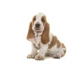 Cute sitting tan and white basset hound puppy looking at the cam Royalty Free Stock Photo