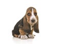 Cute sitting tricolor basset hound puppy looking sad or remorseful isolated on a white background Royalty Free Stock Photo