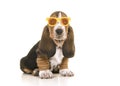 Basset hound puppy wearing yellow and orange sunglasses on a white background Royalty Free Stock Photo