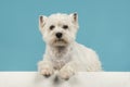 Cute sitting west highland white terrier or westie lying down lo