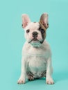 Cute sitting white and brown french bulldog puppy on a mint blue background