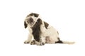 Cute sitting white and chocolate brown cocker spaniel puppy dog