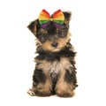 Cute sitting yorkshire terrier puppy dog wearing a rainbow bow looking at the camera on a white background Royalty Free Stock Photo