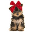 Cute sitting yorkshire terrier, yorkie puppy dog wearing a large red christmas bow looking at the camera on a white background Royalty Free Stock Photo