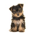Cute sitting yorkshire terrier, yorkie puppy looking at the came