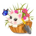 Cute sketch of poster with fluffy animated kitten sitting in wicker basket with pink clover and butterfly with blue Royalty Free Stock Photo