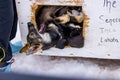 Cute sled dog laying in the wooden kennel in the snowy field Royalty Free Stock Photo