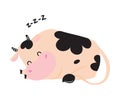 Cute Sleeping Baby Cow, Adorable Funny Farm Animal Cartoon Character Vector Illustration Royalty Free Stock Photo