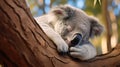 Cute Sleeping Baby Koala Bear in Queensland Australia sitting in Eucalyptus Tree. generative ai Royalty Free Stock Photo