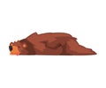 Cute Sleeping Brown Bear, Wild Forest Animal Character Cartoon Vector illustration