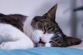 Cute sleeping cat on the bed Royalty Free Stock Photo