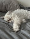 Cute sleeping cat on the bed Royalty Free Stock Photo