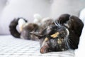 Cute sleeping cat. Royalty Free Stock Photo
