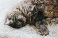 Cute sleeping cat. Grey kitty takes a nap. The cat is lying on white fluffy blanket. Cuteness, innocence concept. Animal sleep, Royalty Free Stock Photo