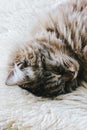 Cute sleeping cat. Grey kitty takes a nap. The cat is lying on white fluffy blanket. Cuteness, innocence concept. Animal sleep, Royalty Free Stock Photo