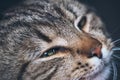 Cute sleeping cat portrait Royalty Free Stock Photo