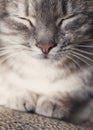 Cute sleeping cat portrait Royalty Free Stock Photo