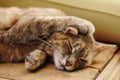 Cute sleeping cat portrait Royalty Free Stock Photo