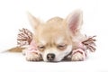 Cute sleeping chihuahua puppy in a pink scarf