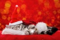 Cute sleeping christmas kitten on red background