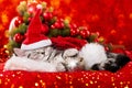 Cute sleeping christmas kitten on red background