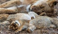 Cute sleeping cub and lioness in the nature