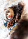 Cute sleeping ferret Royalty Free Stock Photo