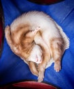 Cute sleeping ferret Royalty Free Stock Photo