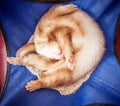 Cute sleeping ferret Royalty Free Stock Photo