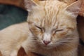 Cute sleeping ginger cat. Animal, pets concept.