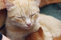 Cute sleeping ginger cat. Animal, pets concept.