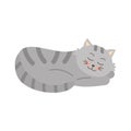 Cute sleeping gray tabby cat. Home pet