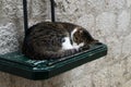 Cute sleeping gray and white cat, It slept on the green wooden table in the street , Concept - relax. Happy Cat sleep lying in Royalty Free Stock Photo