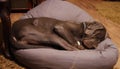 Cute sleeping grey Great Dane dog Royalty Free Stock Photo