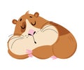 Cute sleeping guinea pig. Funny brown pet rodent cartoon vector illustration Royalty Free Stock Photo