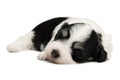 Cute sleeping havanese puppy