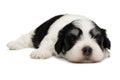 Cute sleeping havanese puppy Royalty Free Stock Photo