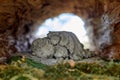 Cute sleeping hedgehog family statue Inside wooden log near green moss