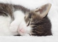 Cute sleeping kitten Royalty Free Stock Photo