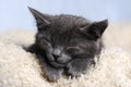 Cute sleeping kitten Royalty Free Stock Photo