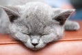 Cute sleeping kitten resting and relaxing, Feline animal