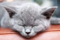 Cute sleeping kitten resting and relaxing, Feline animal