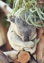 Cute sleeping koala